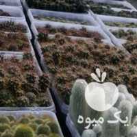 فروش بذر کاکتوس مستقیم از گلخانه در تهران در گروه خرید فروش بذر - انواع محصول کشاورزی گوجه کتان میوه درخت در یکمیوه