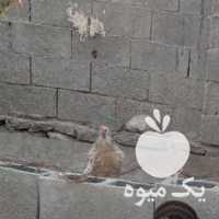 فروش مرغ خروس در بوشهر در گروه مرغ و خروس و بوقلمون و اردک قو قاز در یکمیوه