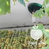 فروش کشمش سایه خشک و آفتاب خشک در قزوین در گروه آجیل - فروش عمده محصولات در یکمیوه