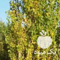 خرید چوب قلمه سیب در ارومیه در گروه خرید فروش عمده چوب- زغال چوب گردو تبریزی خام در یکمیوه