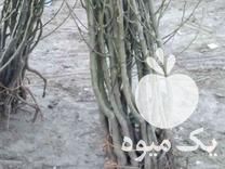 آغاز فروش انواع نهال های میوه و   در میرآباد در گروه خرید فروش نهال - انواع گردو پسته بادام سلطانی انگور در یکمیوه -عکس1