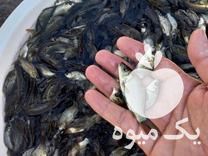 اینجا مرکز فروش بچه ماهی گرمابیه در رودبنه در گروه انواع ماهی - سالمون شیر کپور قرمز شوریده سفید گوپی مرکب در یکمیوه -عکس1