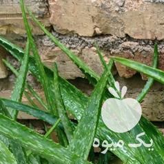 فروش گل آلوورا شاداب وزیبا در شیراز در گروه خرید فروش عمده گیاهان زینتی - گرمسیری آپارتمانی باغچه آب در یکمیوه -عکس1