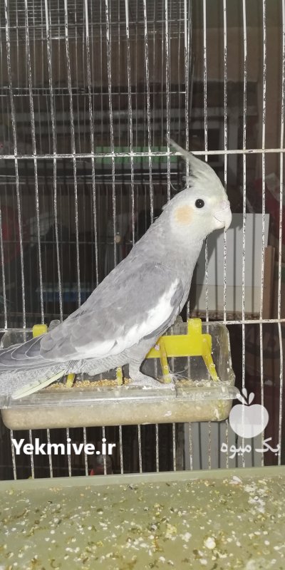 فروش طوطی عروس در زرگر محله در گروه انواع پرنده - زینتی عروس هما مینا طوطی مرغ عشق در یکمیوه -عکس1