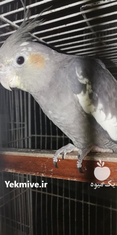 فروش طوطی عروس در زرگر محله در گروه انواع پرنده - زینتی عروس هما مینا طوطی مرغ عشق در یکمیوه -عکس3