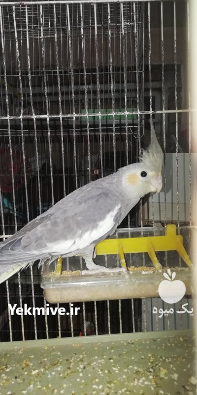 فروش طوطی عروس در زرگر محله در گروه انواع پرنده - زینتی عروس هما مینا طوطی مرغ عشق در یکمیوه -عکس4