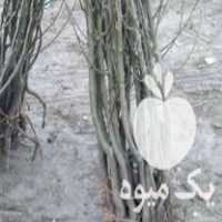 آغاز فروش انواع نهال های میوه و   در میرآباد در گروه خرید فروش نهال - انواع گردو پسته بادام سلطانی انگور در یکمیوه