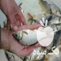 فروش بچه ماهی کپور آمور فیتوفاک بیگهد غذای ماهی در گرگان در گروه انواع ماهی - سالمون شیر کپور قرمز شوریده سفید گوپی مرکب در یکمیوه