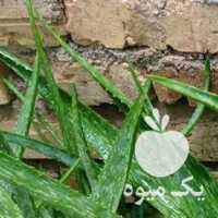 فروش گل آلوورا شاداب وزیبا در شیراز در گروه خرید فروش عمده گیاهان زینتی - گرمسیری آپارتمانی باغچه آب در یکمیوه