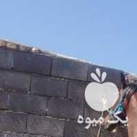 فروش اسب سه ساله نریون در شیراز در گروه اسب و الاغ خر و فروش قاطر- ترکمن عربی سفید نر و ماده در یکمیوه