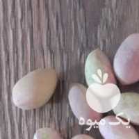 فروش پسته قزوین سر درخت در گروه پسته - کوهی شامی خام اکبری تازه کله قوچی در یکمیوه