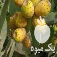 فروش قلمه گلابی مالتا در آزادشهر در گروه خرید فروش نهال - انواع گردو پسته بادام سلطانی انگور در یکمیوه