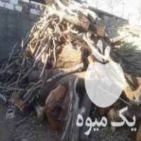 خرید و فروش انواع چوب ذغالی در اصفهان در گروه خرید فروش عمده چوب- زغال چوب گردو تبریزی خام در یکمیوه