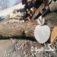 فروش تنه چوب گردو چوب سیاه قلمه تبریزی تنه توت در مراغه در گروه خرید فروش عمده چوب- زغال چوب گردو تبریزی خام در یکمیوه