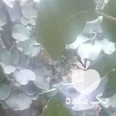 فروش محصول باغ کیوی به تعداد 300 اصله درخت در کرج در گروه خرید فروش عمده کیوی - صادراتی مازندران تنکابن تالش در یکمیوه -عکس1