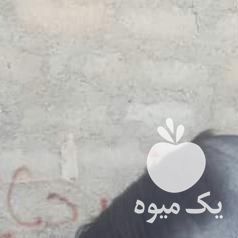 فروش کره اسب کرد در یزد در گروه اسب و الاغ خر و فروش قاطر- ترکمن عربی سفید نر و ماده در یکمیوه -عکس1