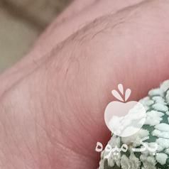 فروش پک 4 عددی ، کاکتوس آستریاس ویتایپ در تهران در گروه خرید فروش عمده گیاهان زینتی - گرمسیری آپارتمانی باغچه آب در یکمیوه -عکس1