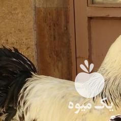 فروش مرغ وخروس برهمالایت اصل در تهران در گروه مرغ و خروس و بوقلمون و اردک قو قاز در یکمیوه -عکس1