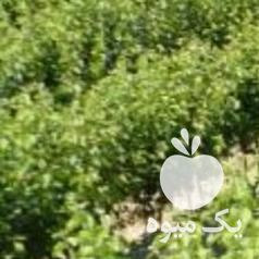 نهال انگور شانی قزوینی پیش فروش به شرط در گروه خرید فروش عمده انگور - یاقوتی شانی عسگری بی دانه قرمز در یکمیوه -عکس1