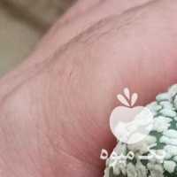 فروش پک 4 عددی ، کاکتوس آستریاس ویتایپ در تهران در گروه خرید فروش عمده گیاهان زینتی - گرمسیری آپارتمانی باغچه آب در یکمیوه