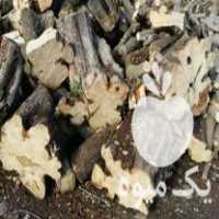 فروش چوب تنه درخت زیتون با مجوز در بندرانزلی در گروه خرید فروش عمده چوب- زغال چوب گردو تبریزی خام در یکمیوه