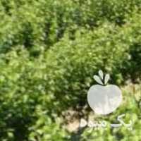 نهال انگور شانی قزوینی پیش فروش به شرط در گروه خرید فروش عمده انگور - یاقوتی شانی عسگری بی دانه قرمز در یکمیوه