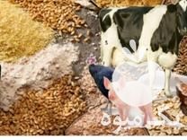 فروش خوراک دام وطیور در اندیشه در گروه خوراک دام و طیور - پرواری شیری علوفه یونجه در یکمیوه -عکس1