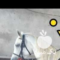 فروش اسب ترکمن اخته 12 ساله در تهران در گروه اسب و الاغ خر و فروش قاطر- ترکمن عربی سفید نر و ماده در یکمیوه