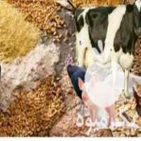 فروش خوراک دام وطیور در اندیشه در گروه خوراک دام و طیور - پرواری شیری علوفه یونجه در یکمیوه