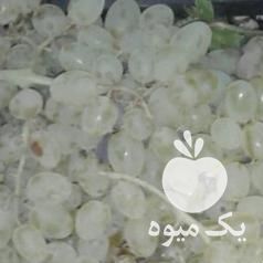 فروش انگورعسکری برای شیره در قزوین در گروه خرید فروش عمده انگور - یاقوتی شانی عسگری بی دانه قرمز در یکمیوه -عکس1