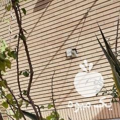 فروش کاکتوس اگاو برگ خنجری مادر در اصفهان در گروه خرید فروش عمده گیاهان زینتی - گرمسیری آپارتمانی باغچه آب در یکمیوه -عکس1