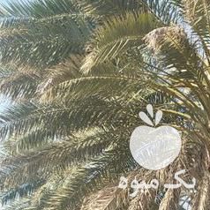 خرید انواع نخل خرما و زینتی در جهرم در گروه خرید فروش عمده خرما - کبکاب تازه زاهدی خشک خارک در یکمیوه -عکس1