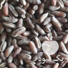 فروش هسته خرما در بوشهر در گروه خرید فروش عمده خرما - کبکاب تازه زاهدی خشک خارک در یکمیوه -عکس1