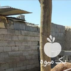 فروش گوسفند چینی دو قلوزا در تهران در گروه گاو و گوسفند و میش و بز کهره گوساله سمینتال در یکمیوه -عکس1