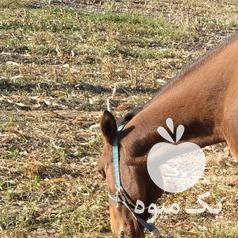 فروش اسب ماده در کرج در گروه اسب و الاغ خر و فروش قاطر- ترکمن عربی سفید نر و ماده در یکمیوه -عکس1