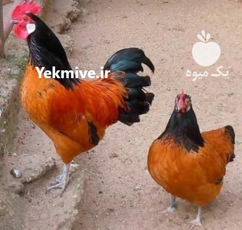 فروش تخم نطفه دار مرغ زینتی اپنزلر و ورووک در تهران در گروه انواع تخم ها - مرغ بوقلمون پرنده عمده کشاورزی در یکمیوه -عکس1