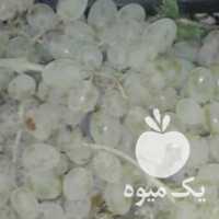 فروش انگورعسکری برای شیره در قزوین در گروه خرید فروش عمده انگور - یاقوتی شانی عسگری بی دانه قرمز در یکمیوه