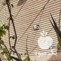 فروش کاکتوس اگاو برگ خنجری مادر در اصفهان در گروه خرید فروش عمده گیاهان زینتی - گرمسیری آپارتمانی باغچه آب در یکمیوه