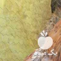 آگهی مشابه فروش مرغ و خروس برهما تخمگذار در تهران در گروه مرغ و خروس و بوقلمون و اردک قو قاز در یکمیوه