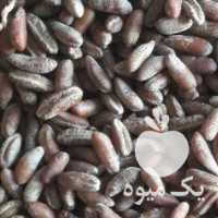 فروش هسته خرما در بوشهر در گروه خرید فروش عمده خرما - کبکاب تازه زاهدی خشک خارک در یکمیوه