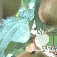 فروش 450 عدد کیوی هایوارد طلایی درشت در تهران در گروه خرید فروش عمده کیوی - صادراتی مازندران تنکابن تالش در یکمیوه -عکس1