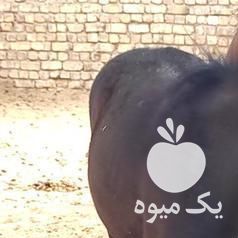 فروش اسب مادیان با کره نر مشکی معاوضه با بره در اصفهان در گروه اسب و الاغ خر و فروش قاطر- ترکمن عربی سفید نر و ماده در یکمیوه -عکس1