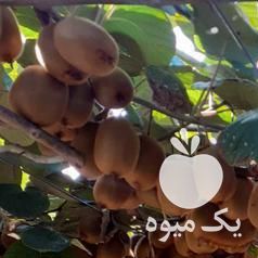 فروش کیوی هایوارد طلایی در تهران در گروه خرید فروش عمده کیوی - صادراتی مازندران تنکابن تالش در یکمیوه -عکس1
