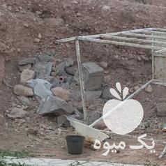 تعدادی گوسفند بفروش میرسد در تهران در گروه گاو و گوسفند و میش و بز کهره گوساله سمینتال در یکمیوه -عکس1