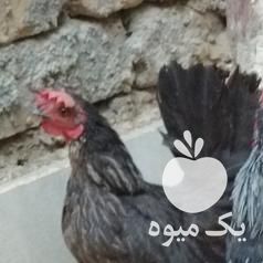 فروش یک جفت مرغ و خروس مینیاتوری اصل پا کوتاه جاپنیز در تهران در گروه مرغ و خروس و بوقلمون و اردک قو قاز در یکمیوه -عکس1