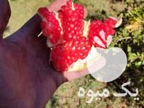 فروش نهال انار واندرفول آمریکایی و سیاه دارویی و ملس ممتاز در مشهد در گروه خرید فروش نهال - انواع گردو پسته بادام سلطانی انگور در یکمیوه -عکس1