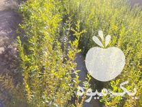 فروش نهال انار بومی شهرضا در مزرعه در اصفهان در گروه خرید فروش نهال - انواع گردو پسته بادام سلطانی انگور در یکمیوه -عکس1