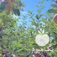 آگهی مشابه فروش باغ سیب در ارومیه در گروه خرید فروش عمده سیب - زرد و قرمز گلاب پاییزه در یکمیوه
