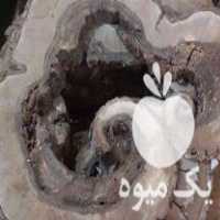 فروش چوب های گردو سیاه در میاندوآب در گروه خرید فروش عمده چوب- زغال چوب گردو تبریزی خام در یکمیوه