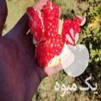 فروش نهال انار واندرفول آمریکایی و سیاه دارویی و ملس ممتاز در مشهد در گروه خرید فروش نهال - انواع گردو پسته بادام سلطانی انگور در یکمیوه